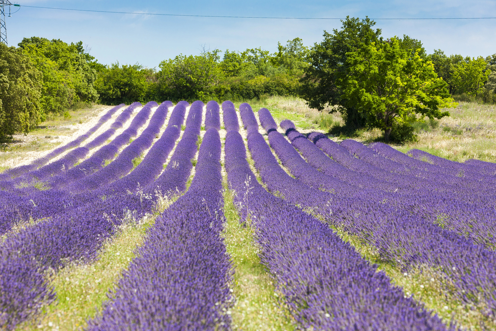 Drôme provençale, la France confidentielle
