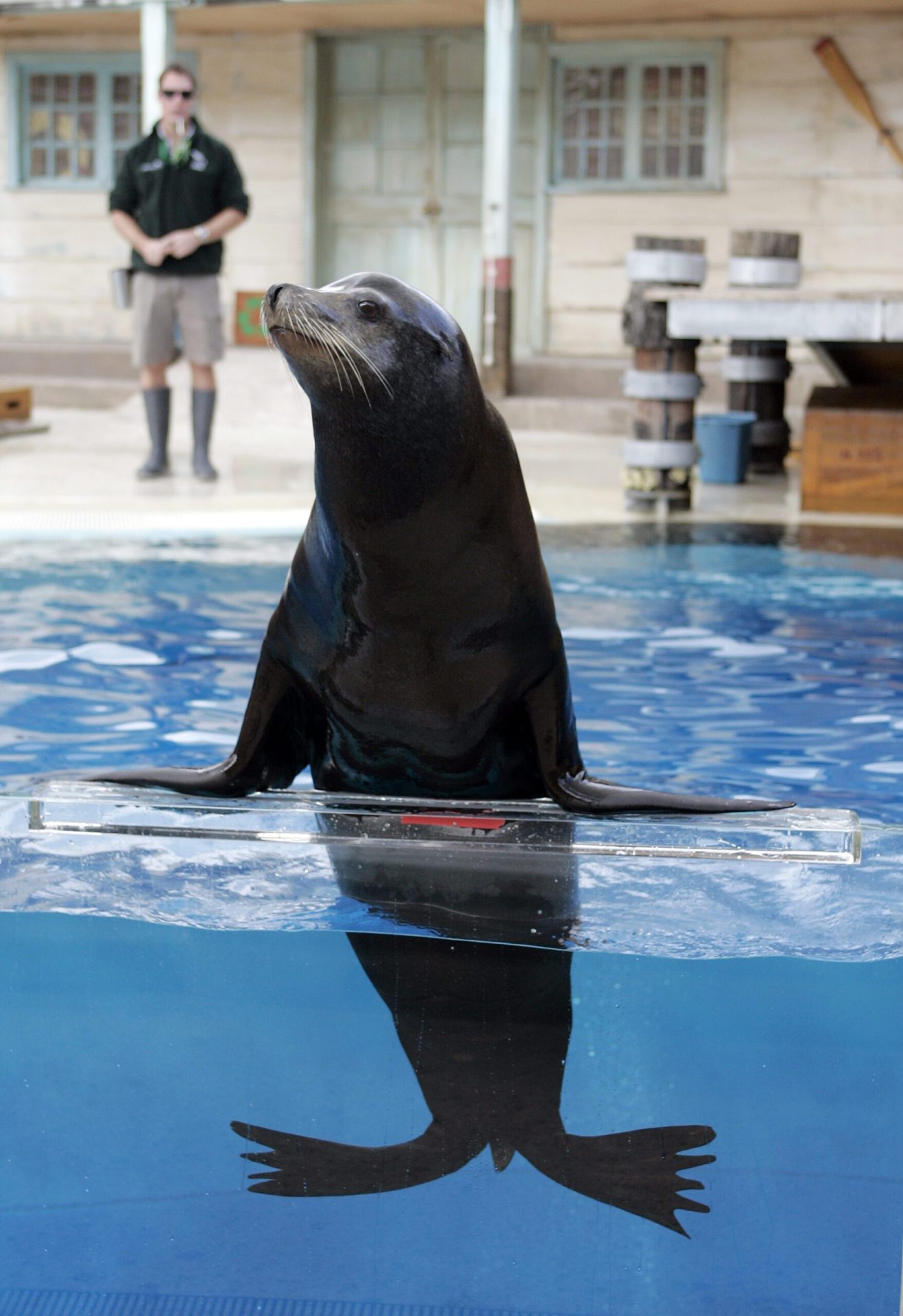 Taronga Zoo Sydney visitez le zoo de Sydney et son hébergement gay friendly avec l'incroyable vue sur le centre ville de Sydney