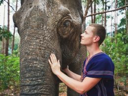 Voyager en Afrique : les animaux emblématiques et leur impact sur le tourisme