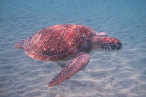 Tortue-Verte-6c1578ca6a7a97ef66714dd1b773bd02