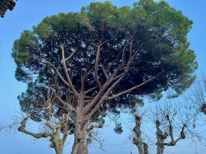 IMG_2167-e041528e15bbb19afe27e894ba270063