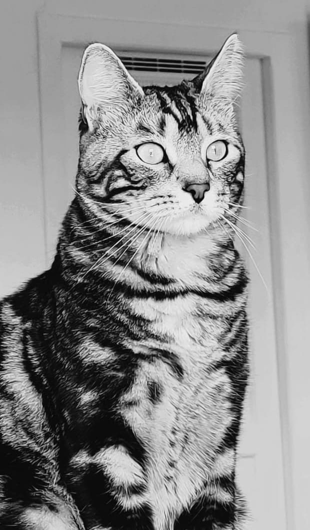 Noa-d26f7d4ceabf7668191d108ec257cb4b