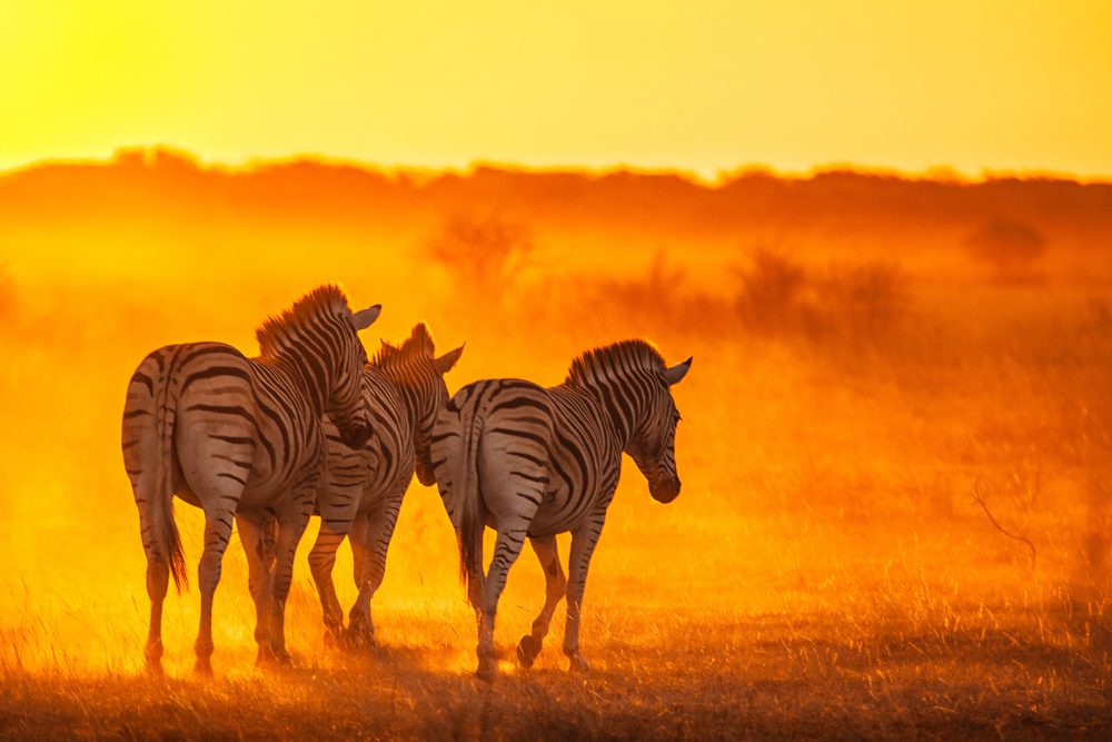 Parc national du Serengeti, Tanzanie