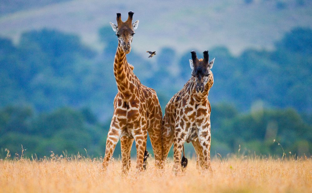 Safari en Tanzanie: les endroits les plus suggestifs à visiter