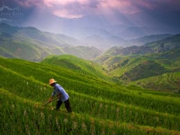 Les rizières de l'Échine du Dragon