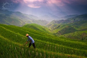 Les rizières de l'Échine du Dragon