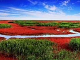 Panjin : plage rouge de l'orient