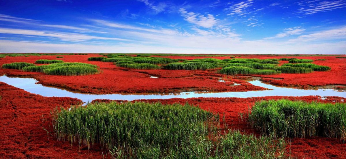 Panjin : la plage rouge de l’orient