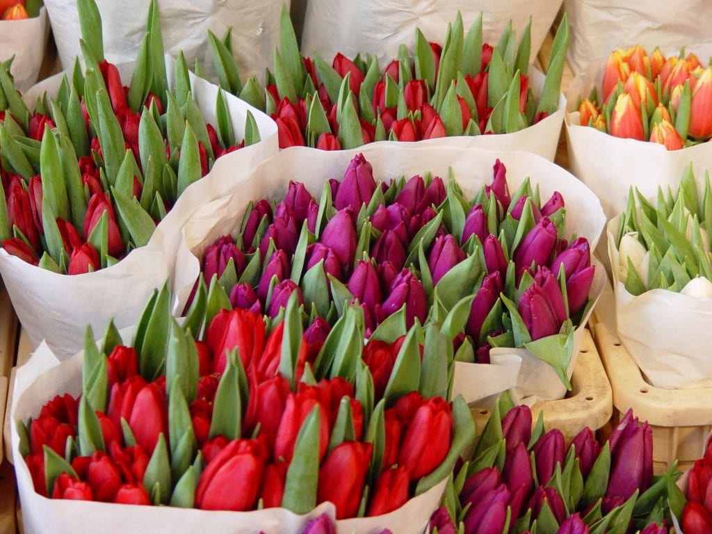 Marché aux fleurs d'Amsterdam - tulippes