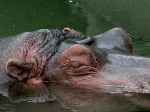Zoo d'Amsterdam