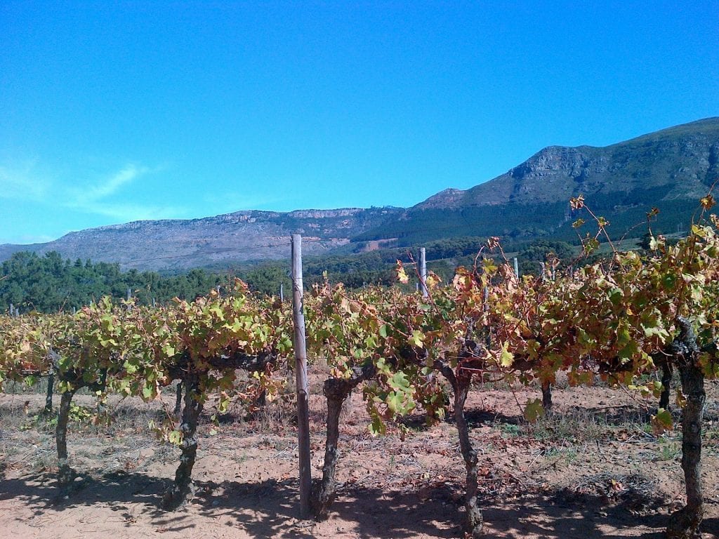 Vignes de vin de Constantia en Afrique du Sud près de Le Cap