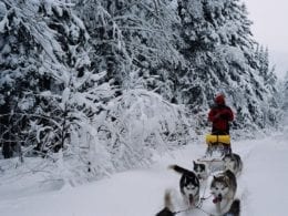 Traineaux à chiens : l’expérience ultime en hiver à faire à Québec