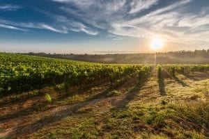 Vin de France