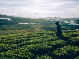 Visite des producteurs de thé équitable du Sri Lanka : à faire lors de votre prochain voyage