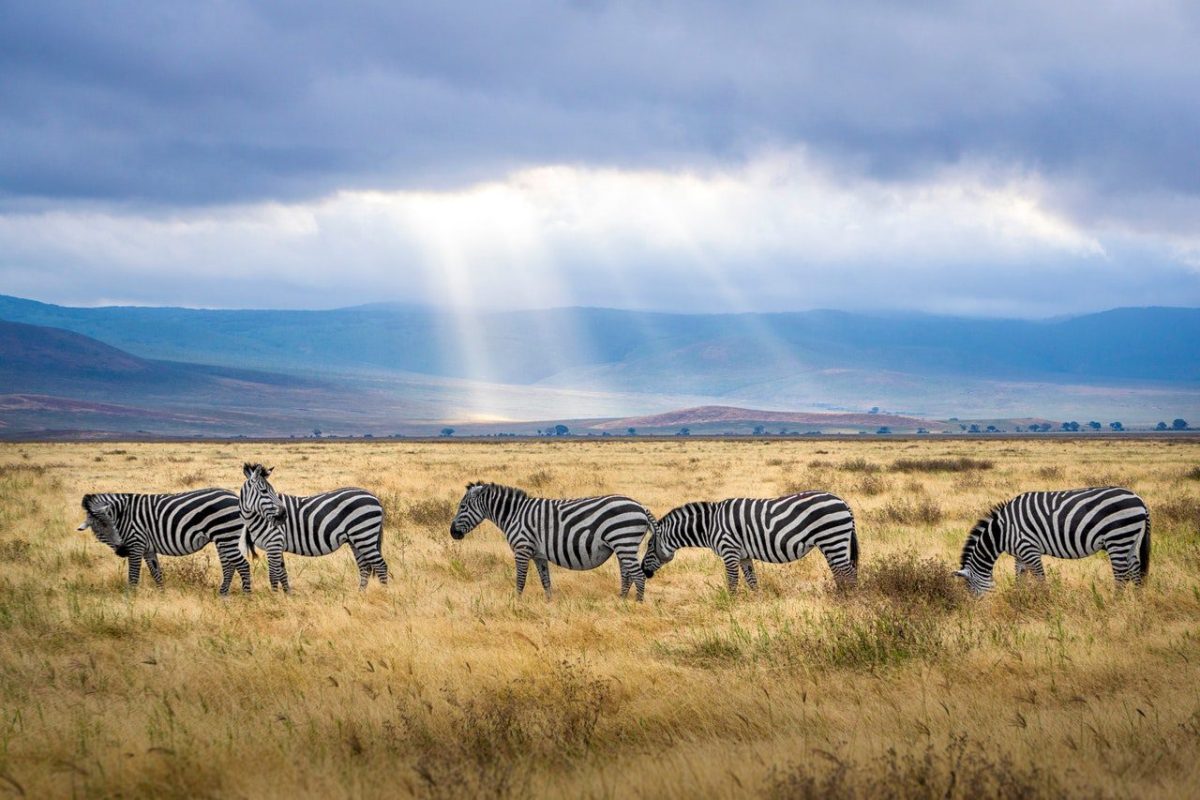 Gay Tanzanie
