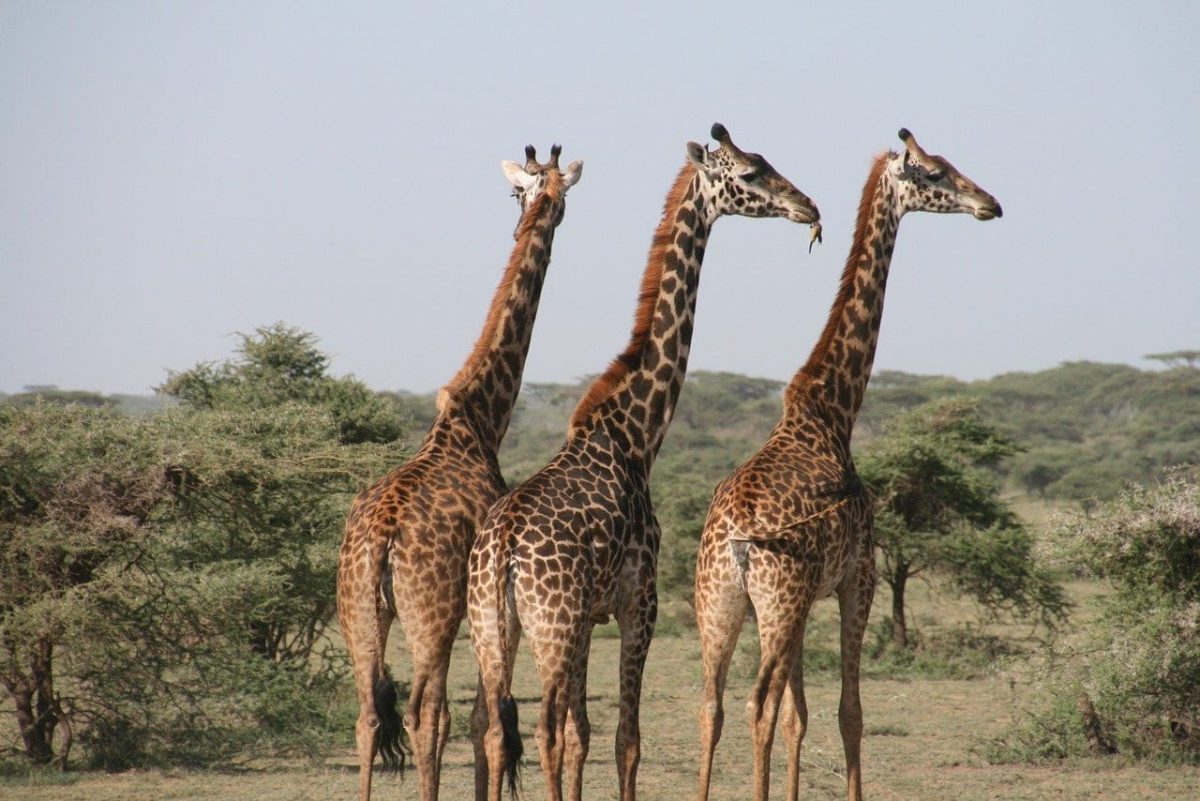 Tanzanie