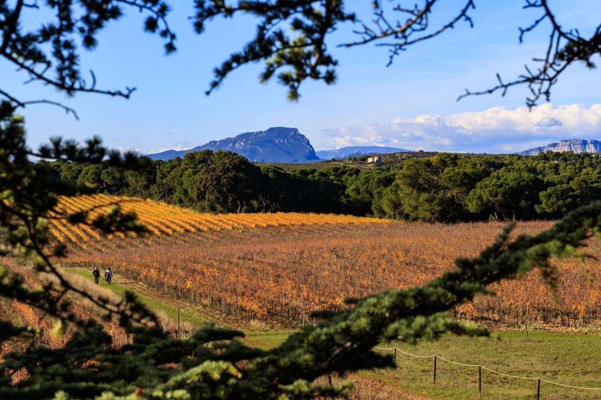 Le Pic Saint-Loup