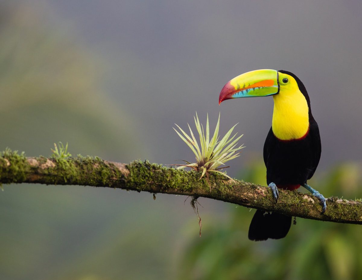 Destination gay du Costa Rica