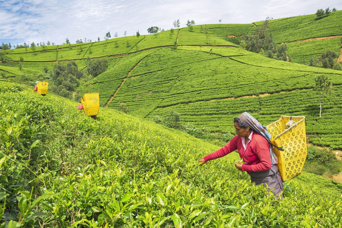 Destination gay de Nuwara Eliya