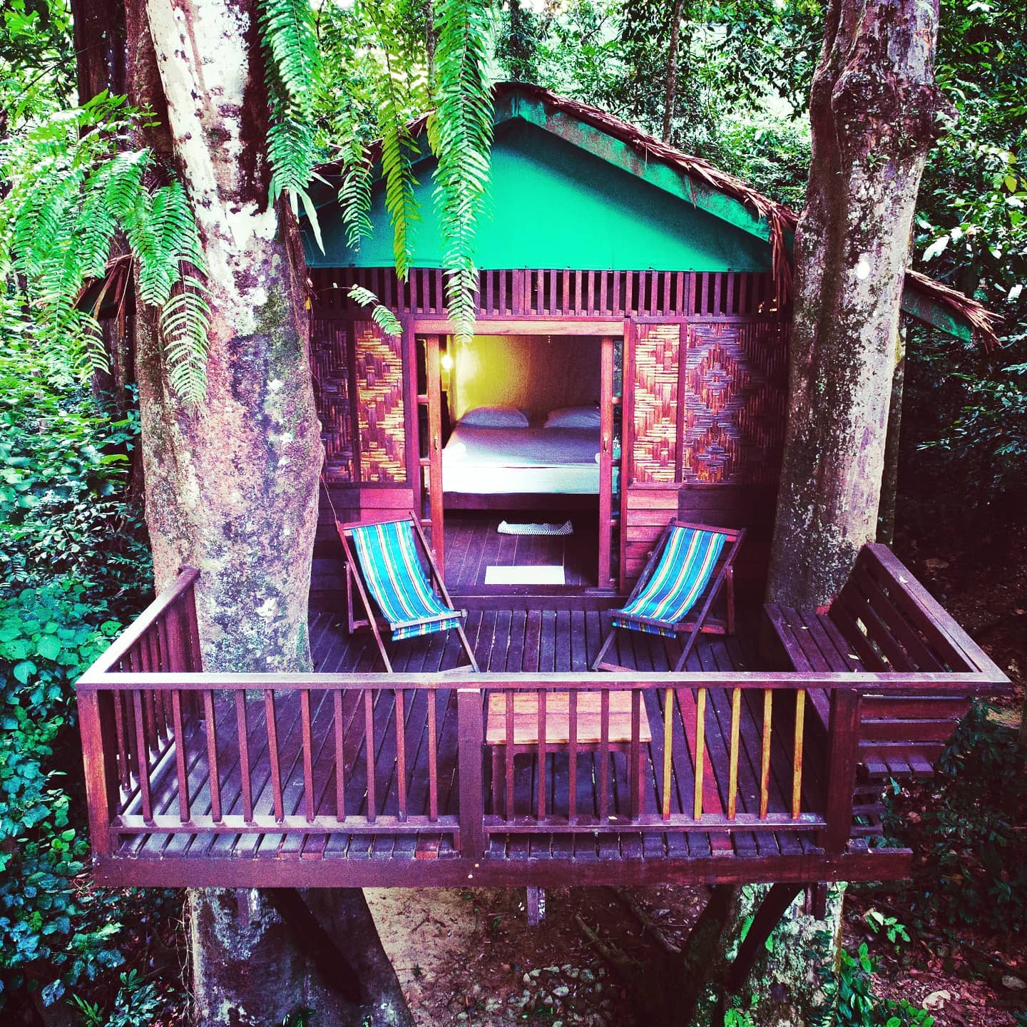 Our Jungle House