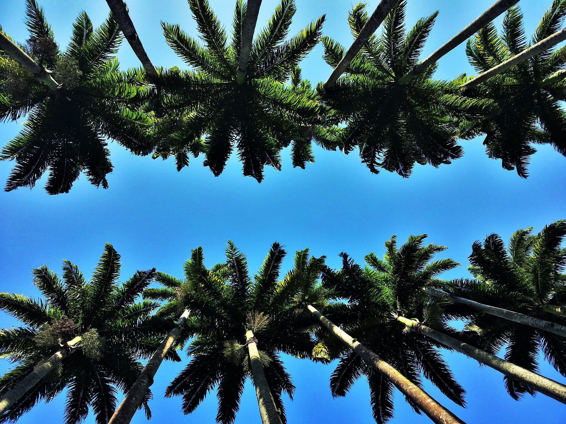 Une journée nature dans le Jardin Botanique de Rio de Janeiro