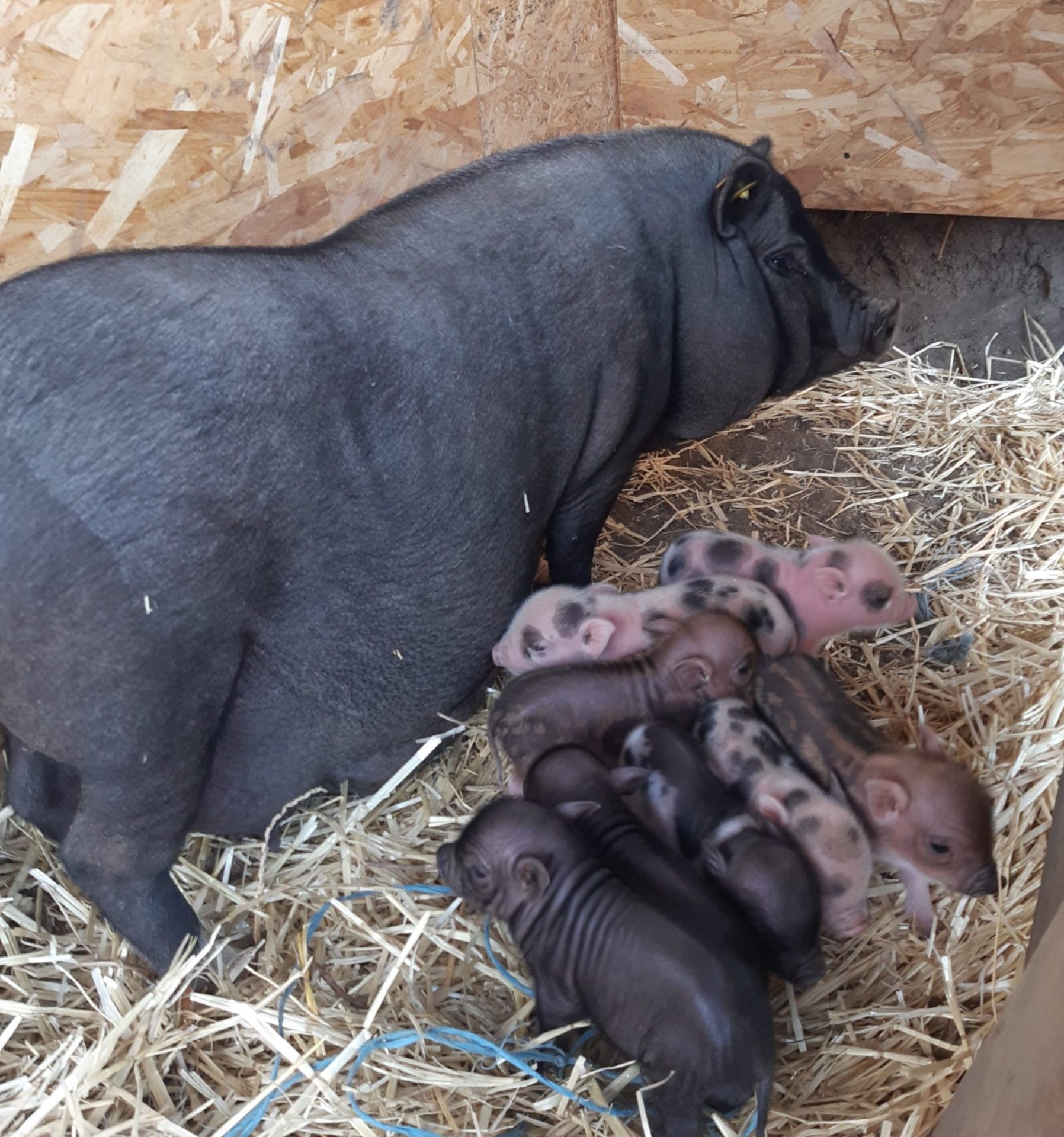 Chambre d'hôtes gay friendly à Verdun