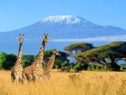 Les visites incontournables à faire au Kenya