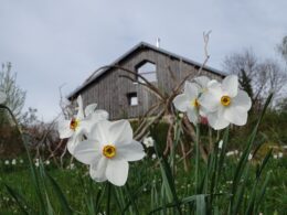 Choisissez la Colline aux Loups pour votre séjour dans les Vosges