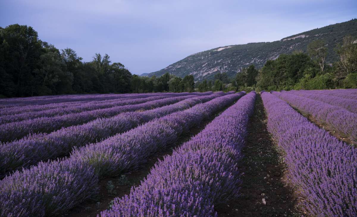 Maison d'hôtes gay friendly en Provence