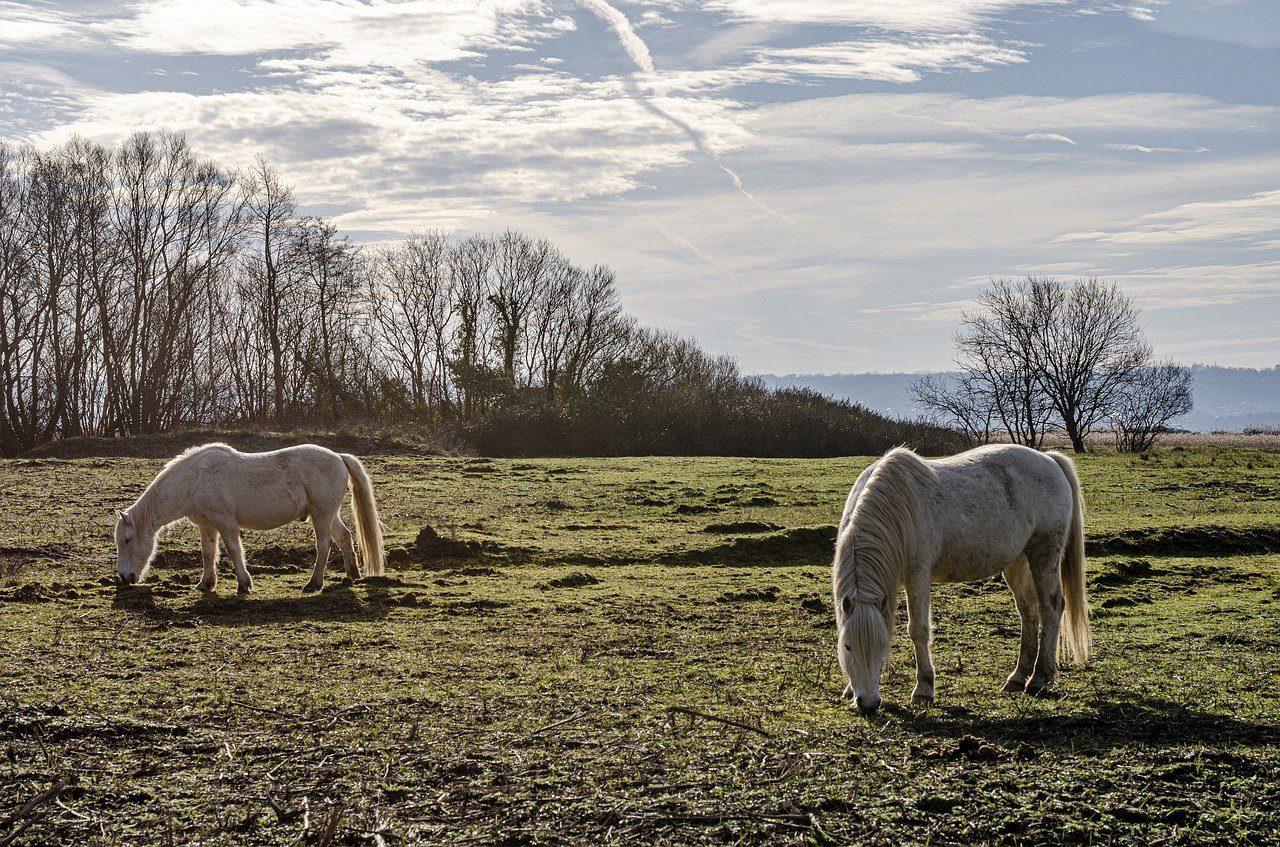 La réserve naturelle de l’Estuaire de la Seine