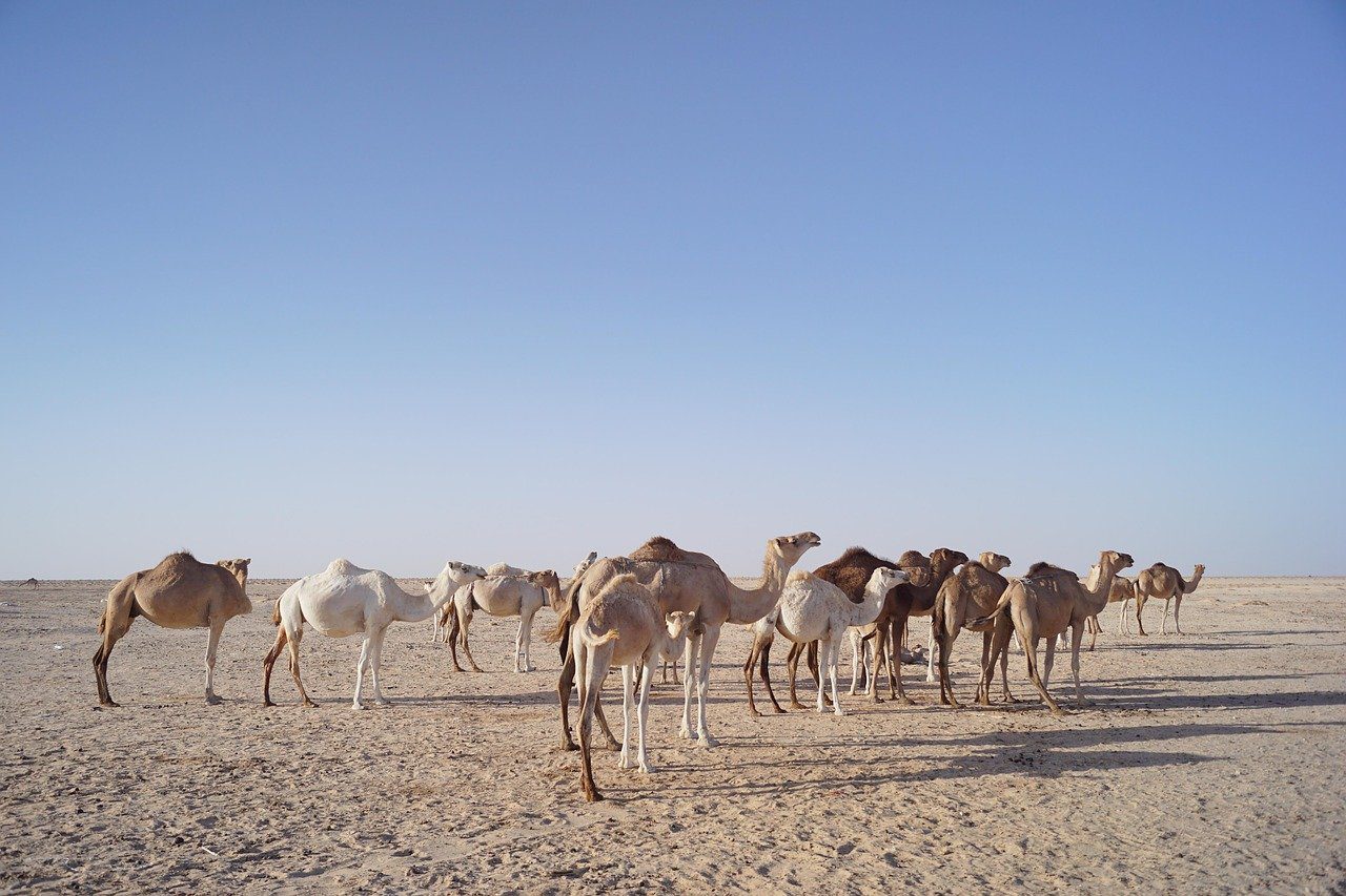 Tourisme à Nouakchott