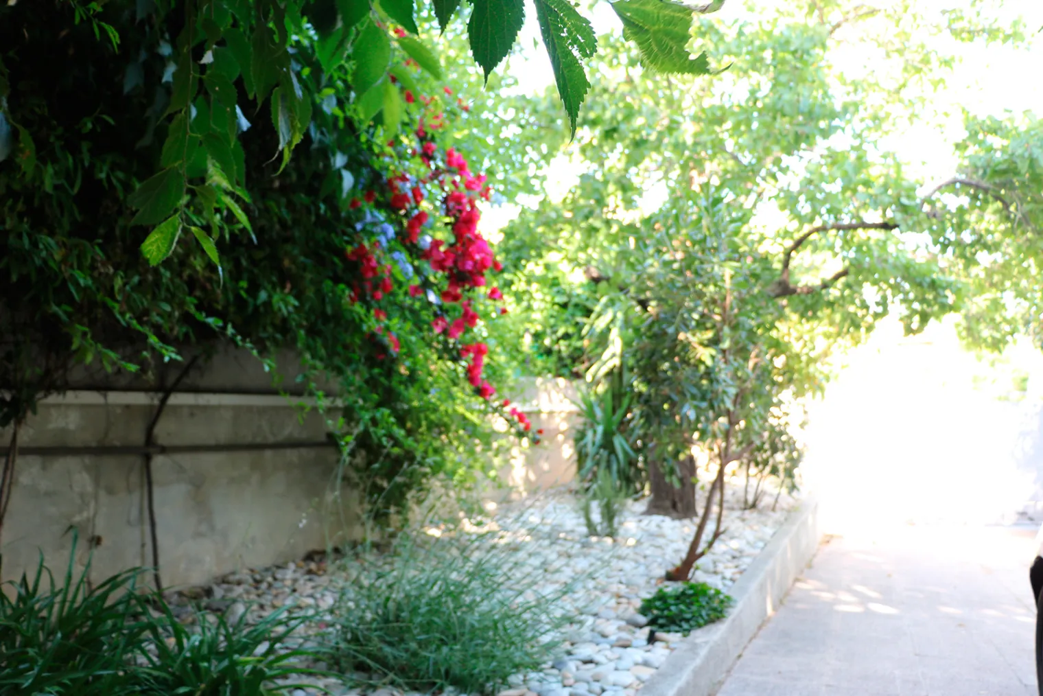 nature (1)