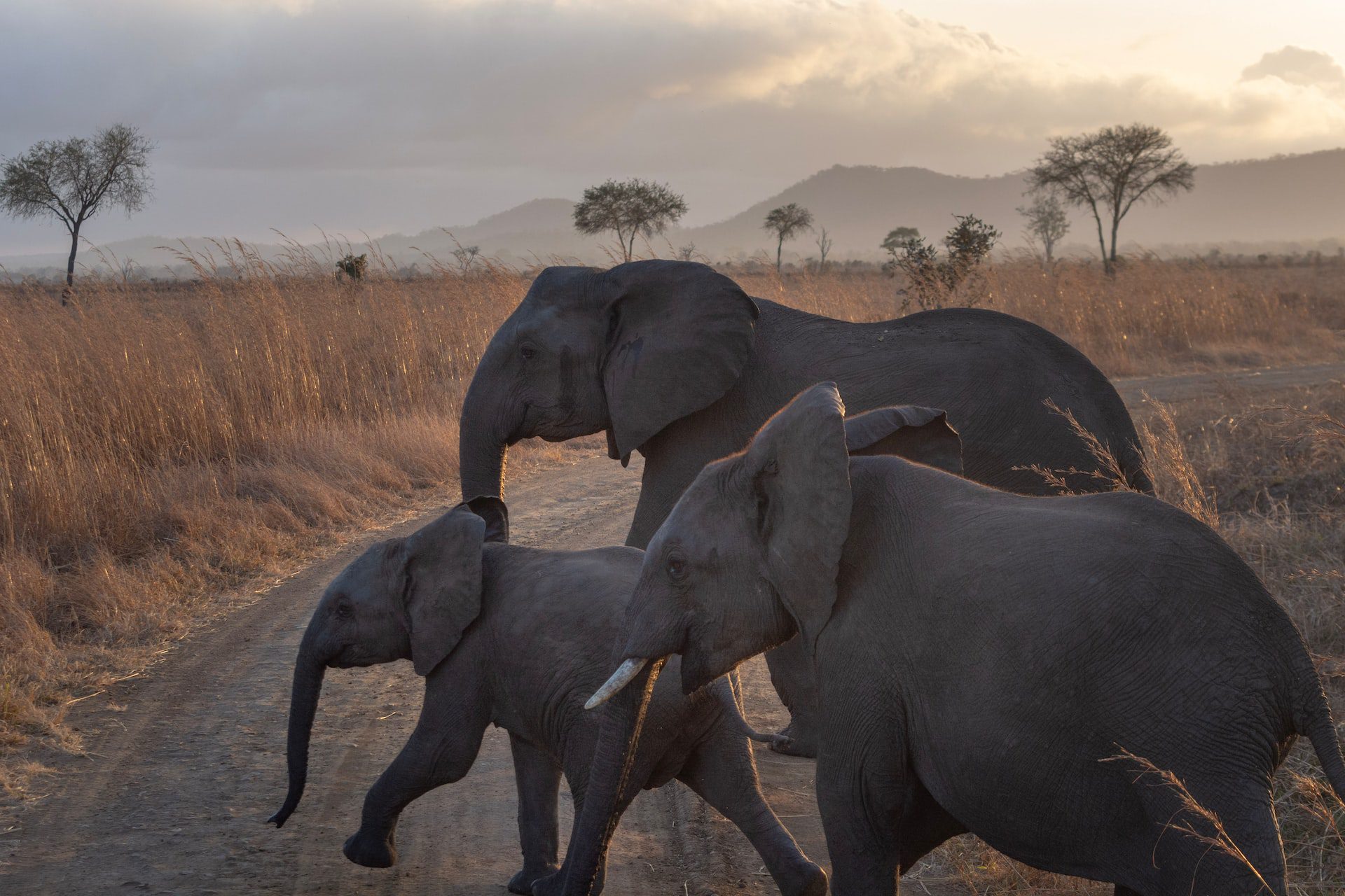 Obtenir un e-visa pour la Tanzanie