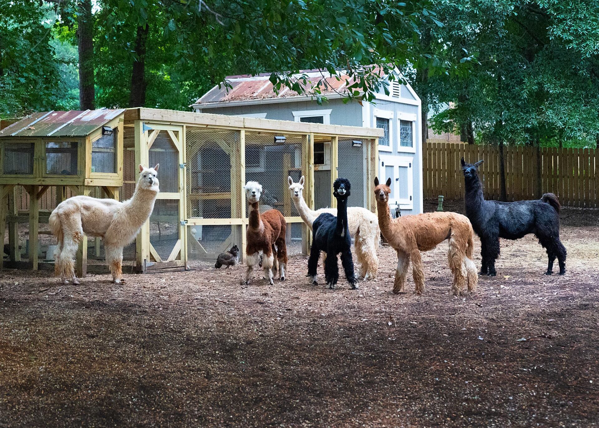 Decatur Alpaca Cottage est une maison d'hôtes gay friendly à Decatur en Géorgie aux États-Unis