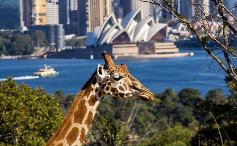 Taronga Zoo Sydney visitez le zoo de Sydney et son hébergement gay friendly avec l'incroyable vue sur le centre ville de Sydney