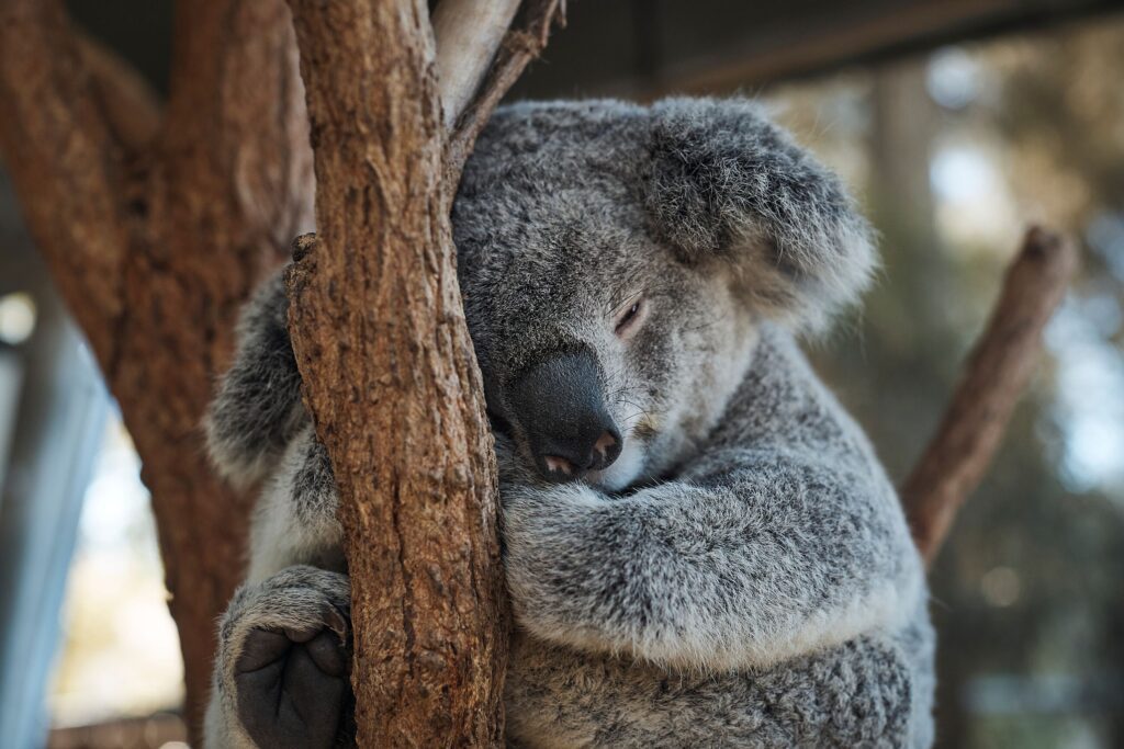 Découvrir autrement le zoo de Sydney