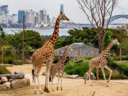 Taronga Zoo Sydney : une visite au cœur de la faune australienne