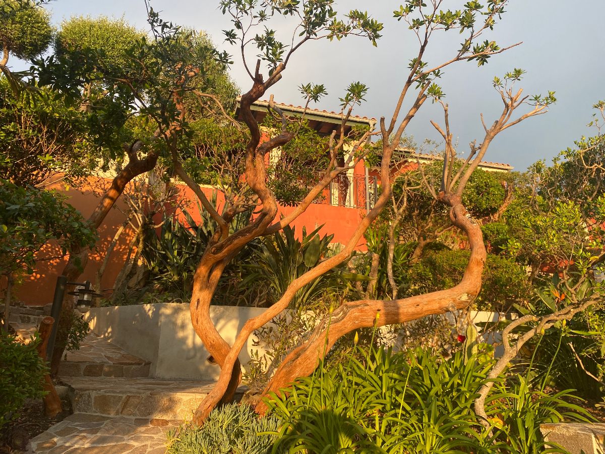 Le Rouquier du Levant 06