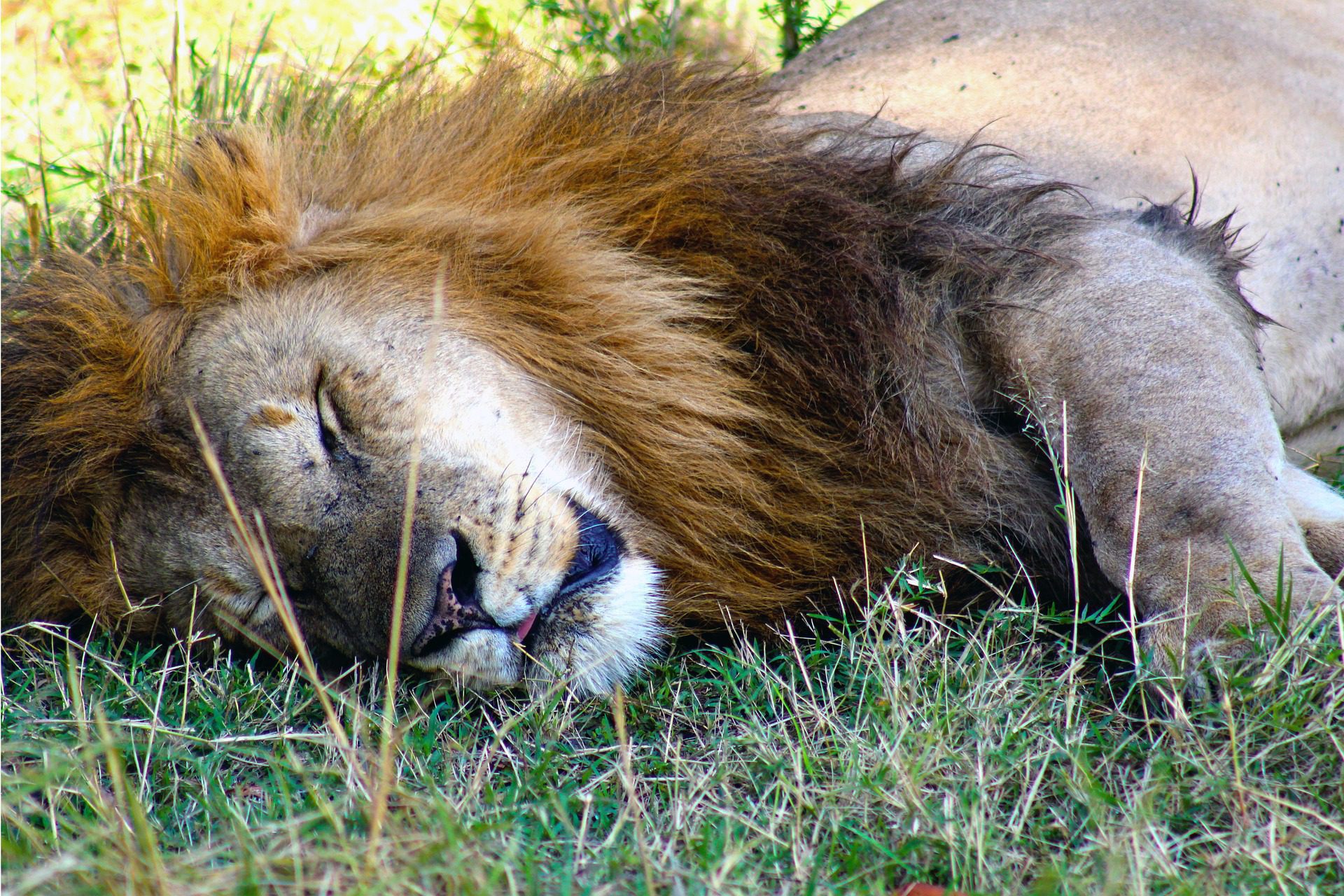 La réserve naturelle du Massaï Mara au Kenya