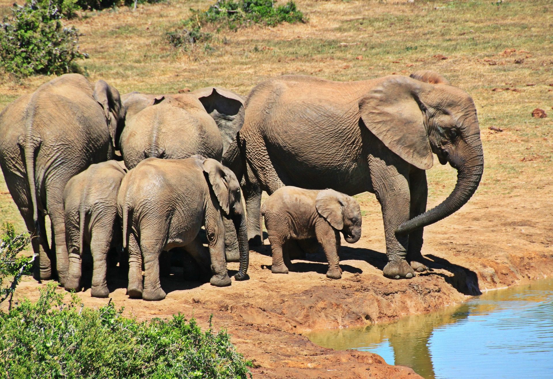 Le parc national Kruger en Afrique du Sud