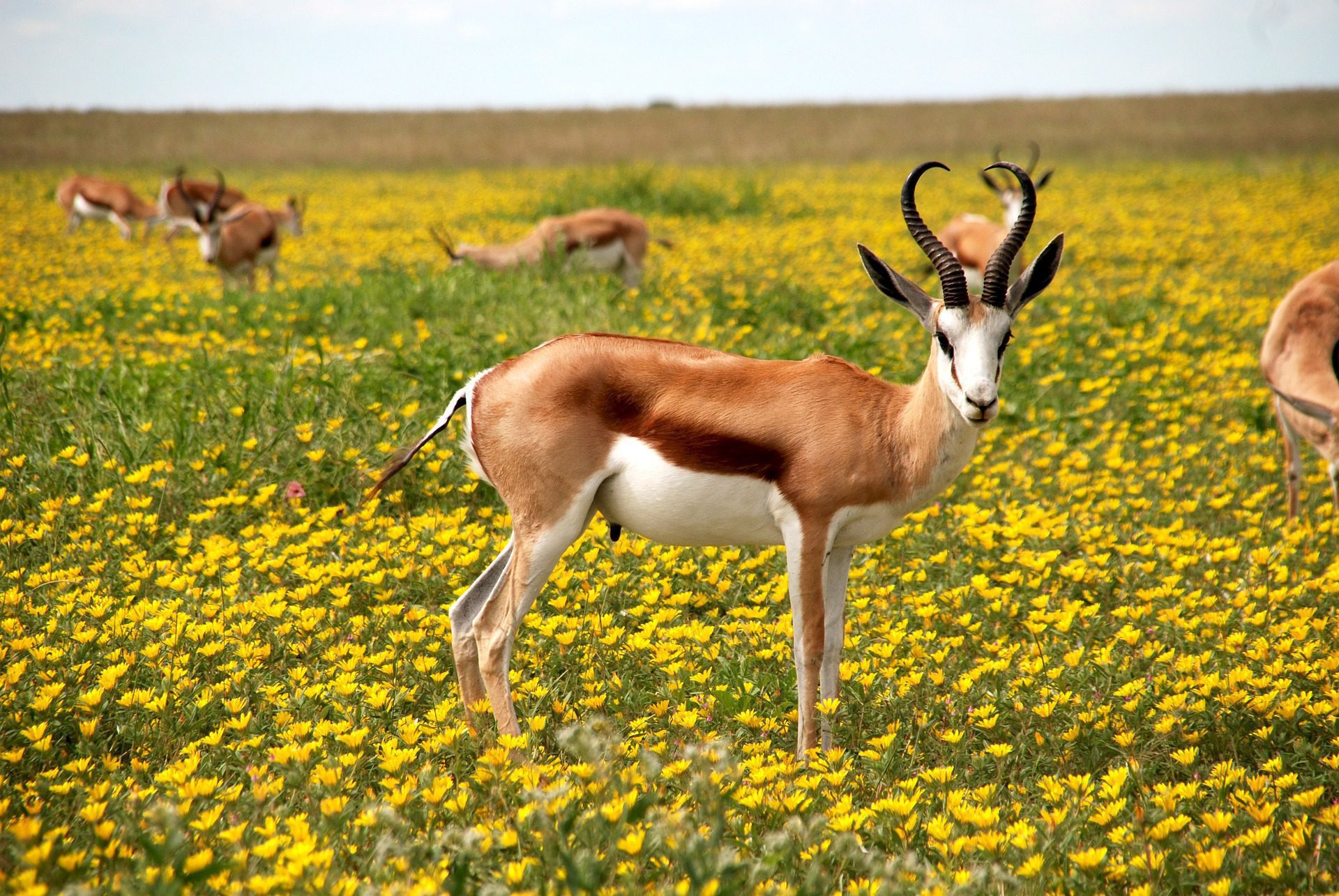 Le parc national d’Etosha en Namibie