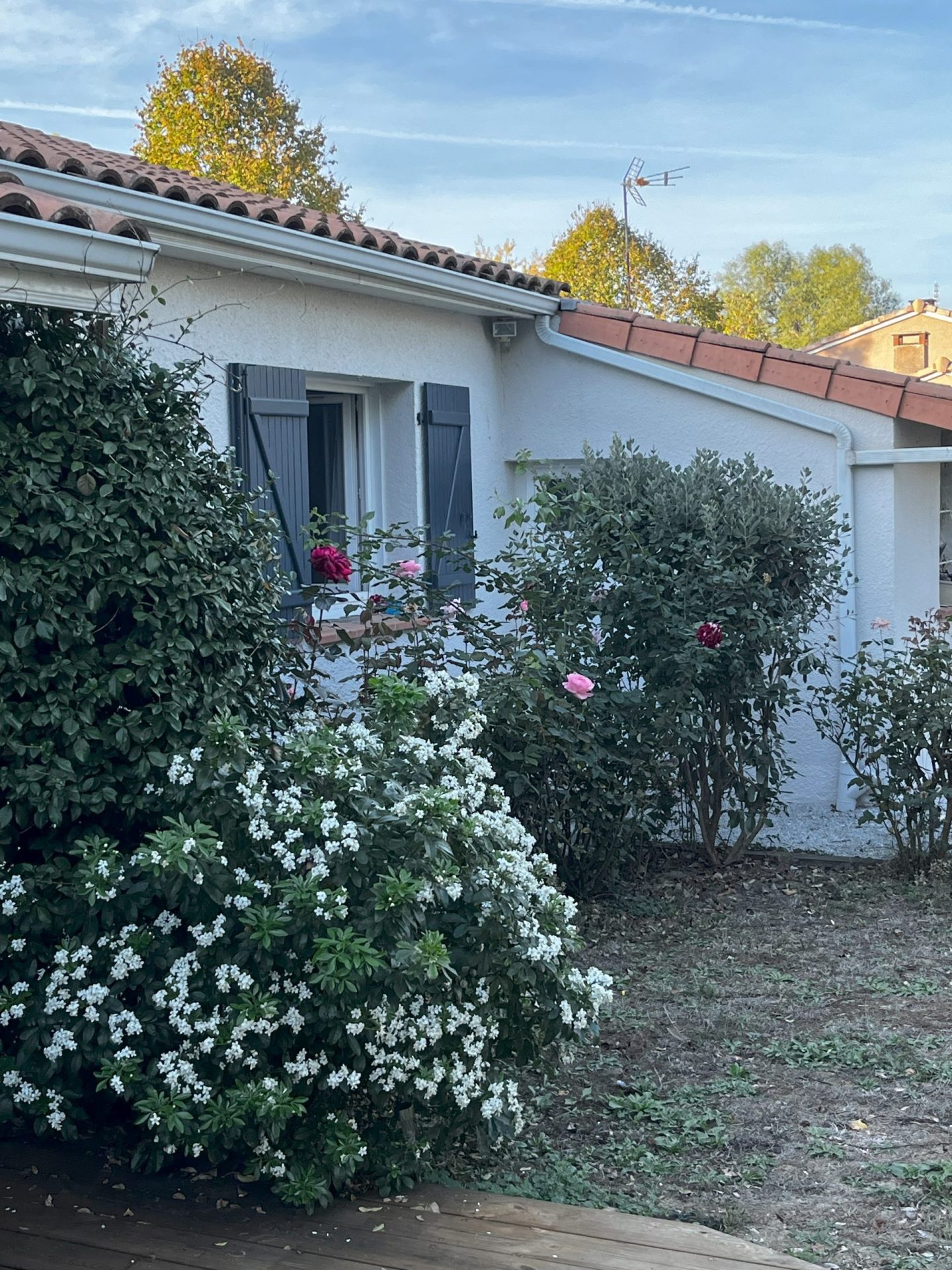 32_roses