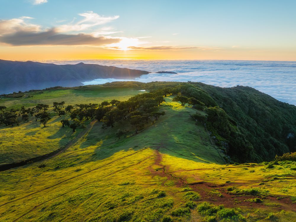 La forêt Laurissilva