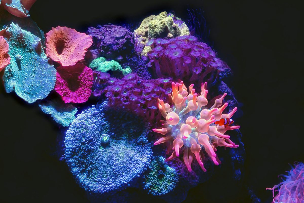 Découvrir la bioluminescence