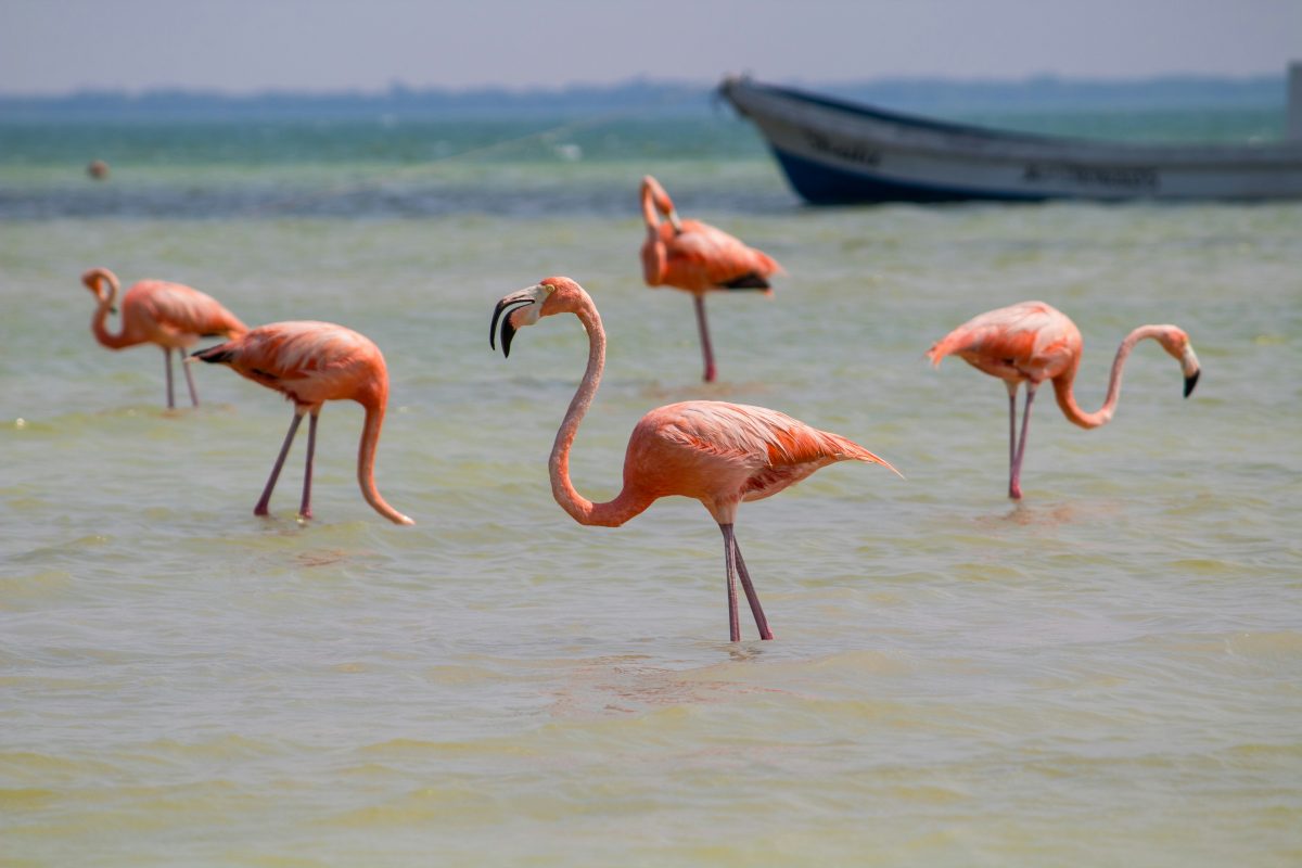 Observer les flamants roses à Punta Mosquito