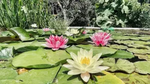 jardin3-e6d17951097d4a8e2a459f123ea7a3cc