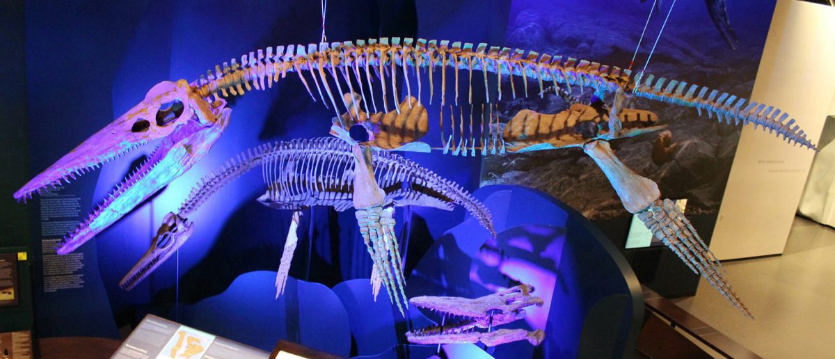 Une expérience interactive pour petits et grands