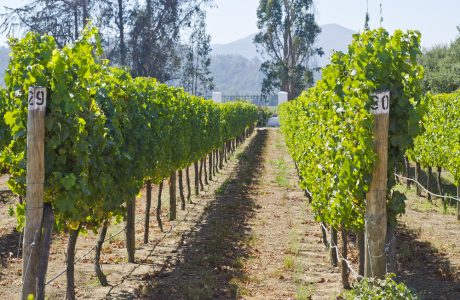 À la découverte de la Vallée de Casablanca, la région viticole du Chili