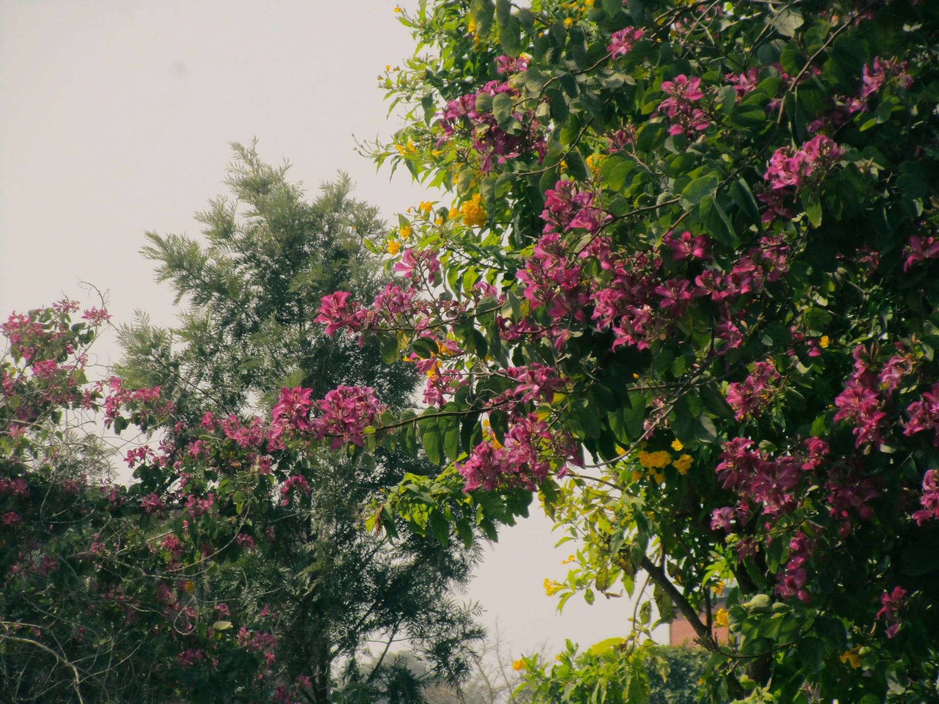 Découvrir le centre-ville d’Annemasse