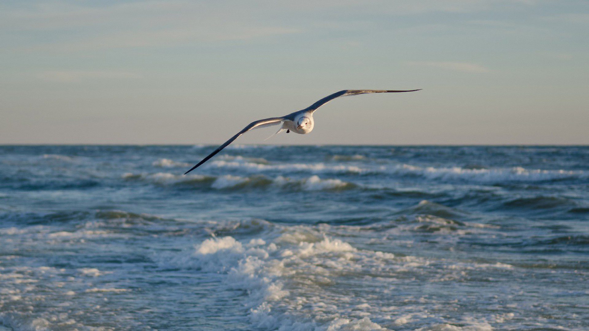 Observation-doiseaux-marinsjpg